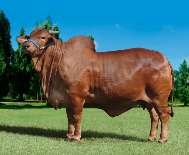 Leilão com a ‘grife OT’ promete atrair pecuaristas de todo Brasil Campina fiv OT, será ofertado 50% dessa grande campeã no 2º leilão Sindi OT 2019