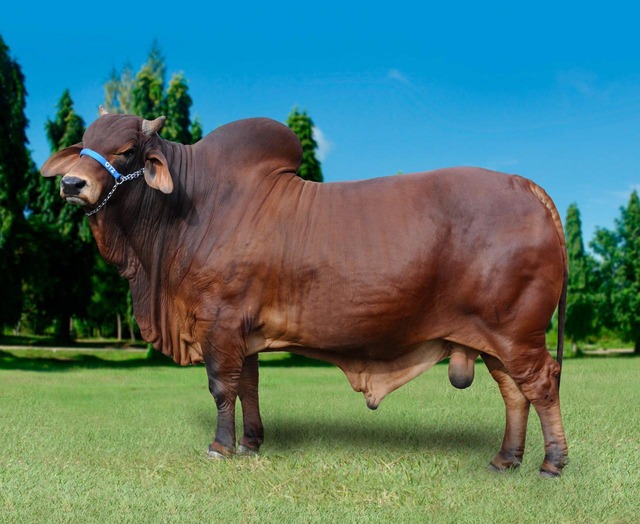 Leilão com a ‘grife OT’ promete atrair pecuaristas de todo Brasil Canto OT campeão Junior menor Expozebu 2016, será ofertado no leilão