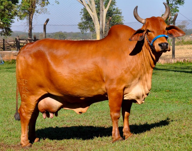 Leilão com a ‘grife OT’ promete atrair pecuaristas de todo Brasil Boina da Estiva matriz, modelo Expozebu 2019