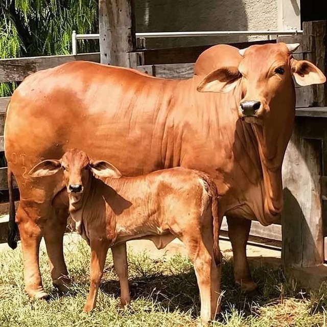 Leilão com a ‘grife OT’ promete atrair pecuaristas de todo Brasil Campina fiv OT, parida com a bezerra Amayna, que foi recorde de preço do 1º leilão Sindi OT 2018