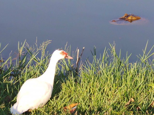 Jacaré à espreita esperando dar o bote fatal na patinha que parece estar hipnotizada pelo animal (Foto: Ricardo Ojeda) 