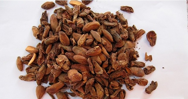 Cientistas descobrem que semente de jaca torrada substitui chocolate no cappuccino a farinha torrada de sementes do fruto pode substituir de 50% a 75% do chocolate em pó que costuma formar a mistura com leite e café usada para fazer um cappuccino, sem prejuízo no gosto e aroma. Foto: Fernanda Papa Spada