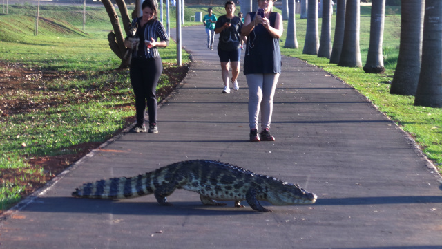 De acordo com pesquisa da secretaria de Meio Ambiente do município, existem cerca de 15 jacarés que moram na Lagoa Maior, inclusive esse da foto foi destaque na mídia nacional (Foto: Ricardo Ojeda) 