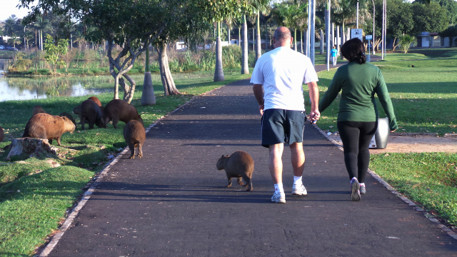 Promotor do Meio Ambiente quer remoção imediata de animais da Lagoa Maior População de capivaras no local atinge, segundo levantamento da secretaria do Meio Ambiente de Três Lagoas 150 capivaras (Foto: Ricardo Ojeda)