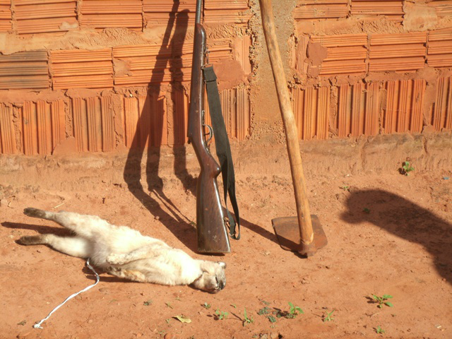 O infrator afirmou aos policiais que matou o gato, por enforcamento, utilizando uma corda (Foto: Divulgação/PMA MS)