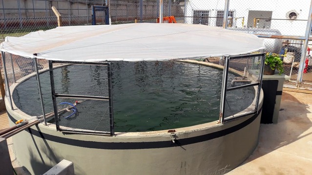 Piscicultura proporciona trabalho e ressocialização para detentos da Penitenciária de Três Lagoas Construído com mão de obra prisional, tanque tem capacidade para criação de uma tonelada de peixes. Fotos: Divulgação