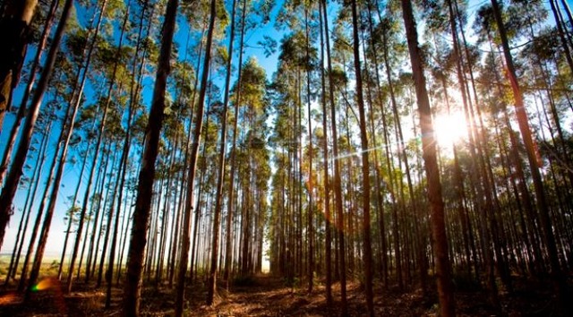 Mato Grosso do Sul tem a segunda maior área plantada com eucalipto do País, diz IBGE Foto/Divulgação