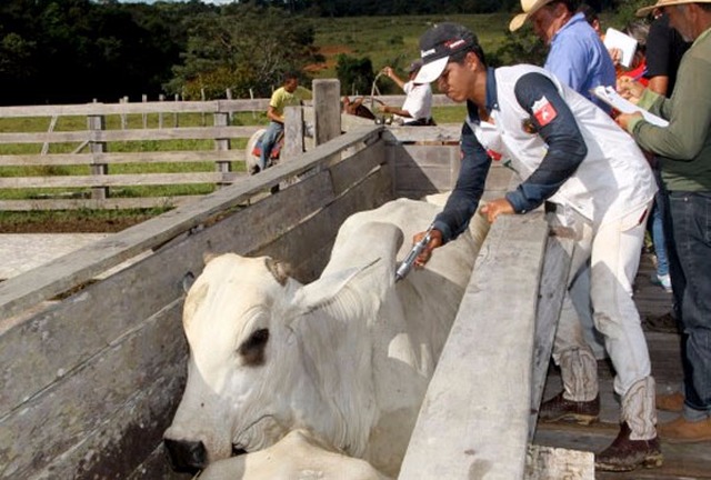Agricultura aprova plano para acabar com vacinação contra aftosa até 2026 Não há focos registrados de febre aftosa
no Brasil desde 2004 (Foto/Divulgação)