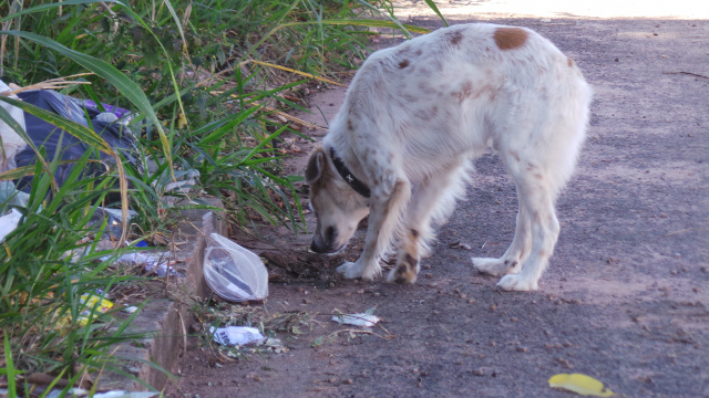 Lixão em terreno baldio irrita moradores e mostra descaso da prefeitura Animais e até moradores de ruas reviram o lixo em procurando comida (Foto: Ricardo Ojeda)