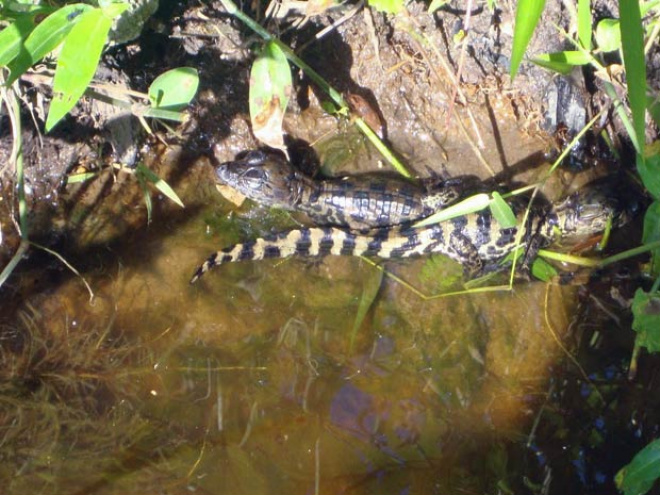 (Foto: Divulgação/ FLORAM)
