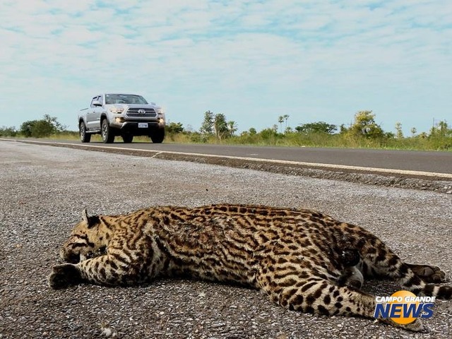 Jaguatirica morta em trecho próximo ao Rio Paraguai (Foto: Edemir Rodrigues)