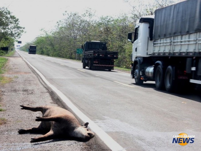 Anta morta na região do Buraco da Piranha, em Corumbá. (Foto: Silvio Andrade)