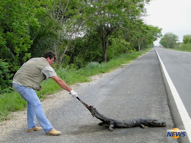 Técnico do ITTI retira animal atropelado na rodovia. (Foto: Susy Hopker)