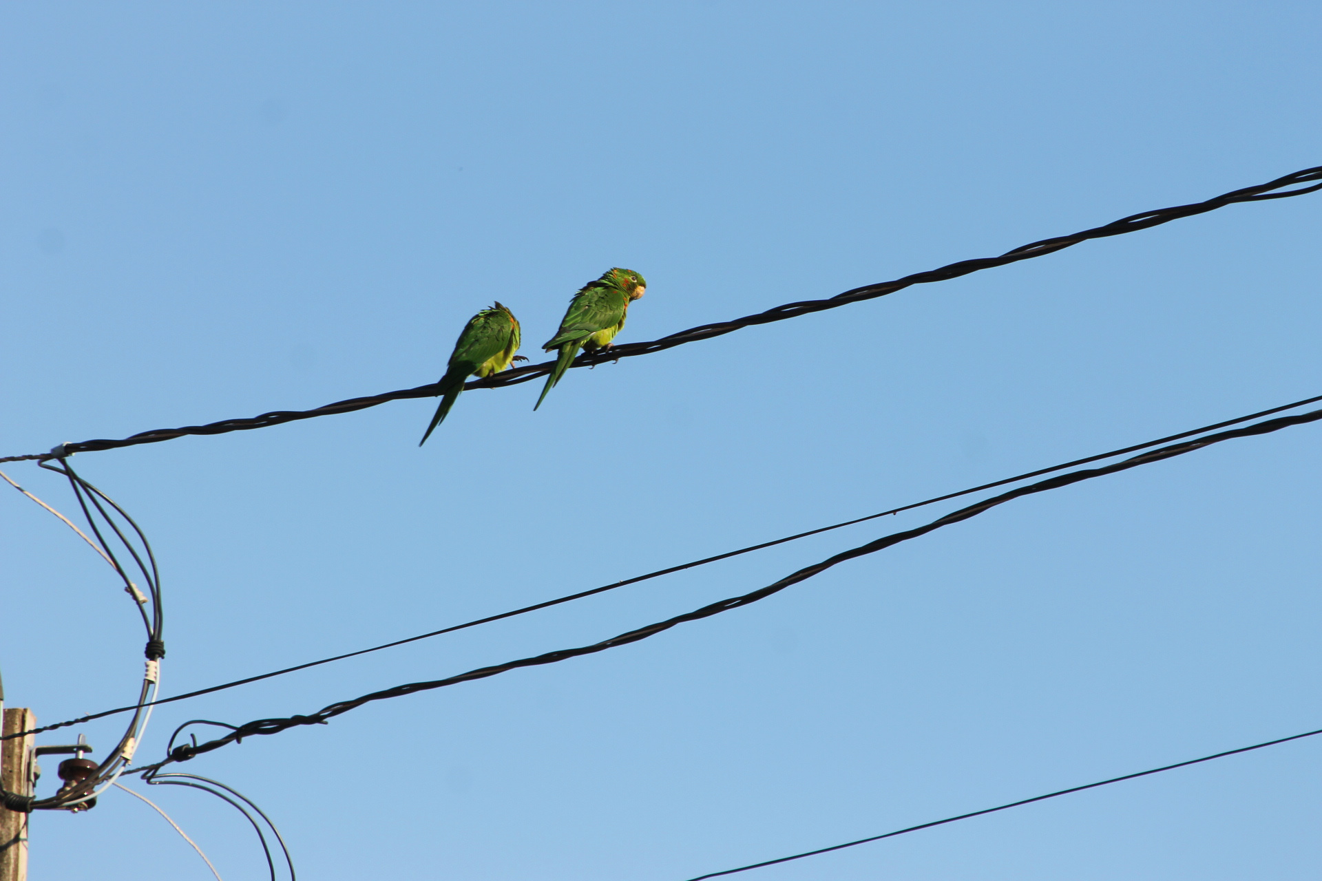 Sexta-feira inicia com céu claro e sem nuvens em Três Lagoas Céu claro nesta manhã em Três Lagoas. (Foto: Kênia Guimarães)