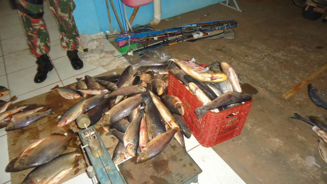 Os peixes após pesados totalizaram 107 kg, que foram distribuídos para entidades filantrópicas após perícia. (Foto: Assessoria)