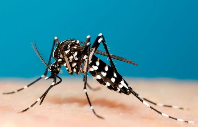 Análise do genoma aponta que vírus da zika chegou ao Brasil em 2013 Através dos genomas, os pesquisadores também querem entender a relação entre o surto da zika e o aumento nos casos de microcefalia (Foto: Divulgação)