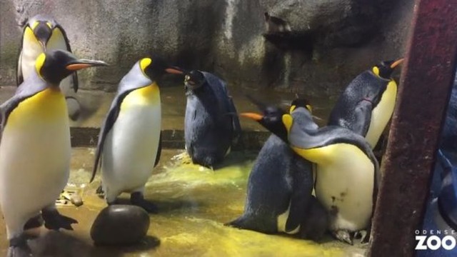 Pais e casal que adotou filhote brigam em zoológico da Dinamarca
