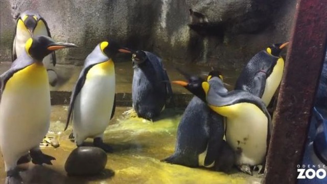 Casal gay de pinguins tenta adotar filhote abandonado pelos pais Pais e casal que adotou filhote brigam em zoológico da Dinamarca