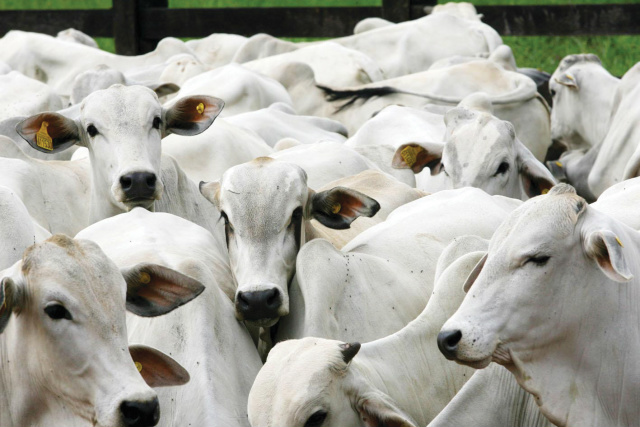 Valores pagos por bovinos de MS devem ser mantidos no próximo ano É preciso planejamento para que o produtor possa se estabilizar em meio às possíveis variações do mercado (Foto:Reprodução)