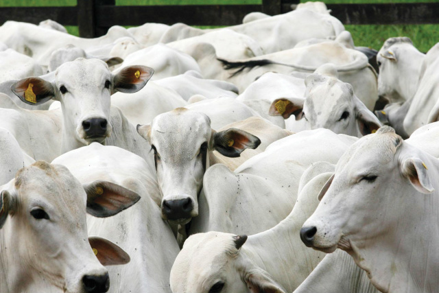 É preciso planejamento para que o produtor possa se estabilizar em meio às possíveis variações do mercado (Foto:Reprodução)