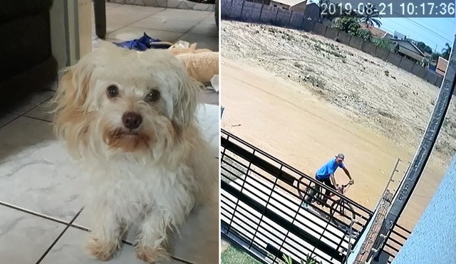 Câmeras flagram cachorrinho sendo levado de residência no Vila Haro Arquivo Pessoal