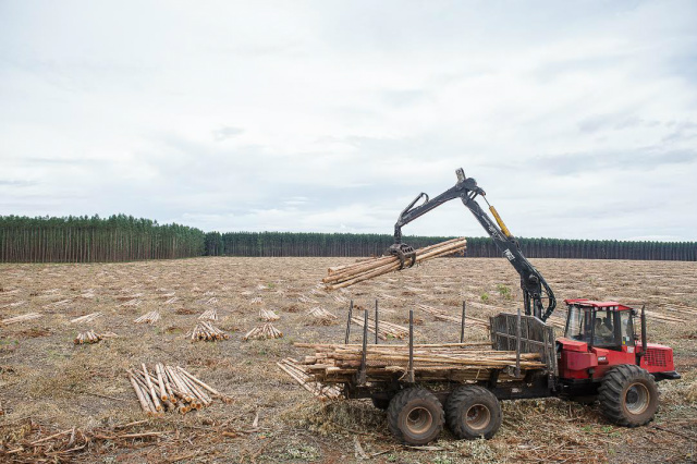 São muitos os ciclos necessários para que o eucalipto saia do campo e chegue até a fábrica de celulose (Foto: Assessoria)