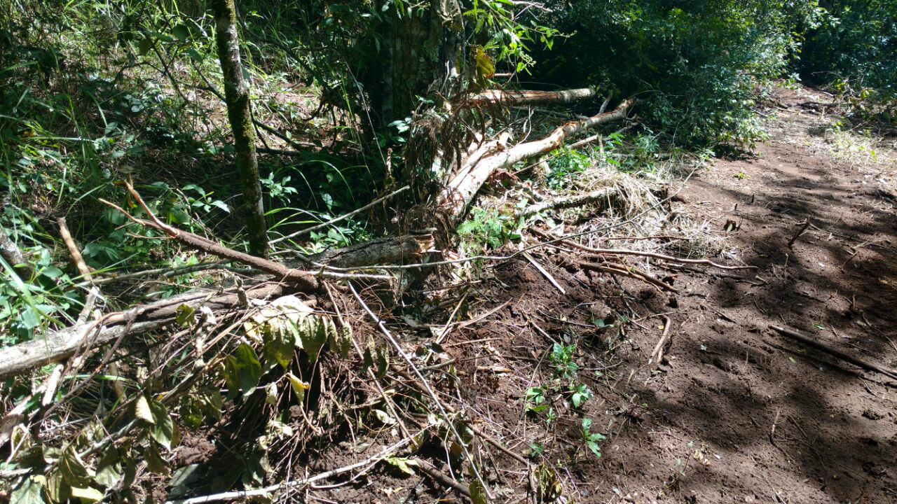 PMA autua pecuarista em R$ 5 mil por desmatamento na reserva legal da propriedade. (Foto: Assessoria)