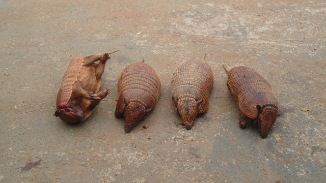 PMA autua em R$ 10 mil cinco caçadores presos pela Patrulha PM Rural em Brasilândia Os infratores afirmaram ter matado os animais com faca. (Foto: Assessoria)