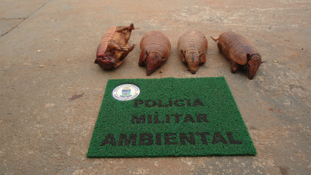 PMA autua em R$ 10 mil cinco caçadores presos pela Patrulha PM Rural em Brasilândia Os bichos, da espécie tatu-peba, foram encontrados em um veículo Fiat Uno, com placas de Garça (SP), onde estavam os caçadores. (Foto: Assessoria)