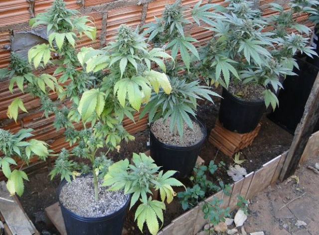 Plantação de maconha é encontrada após mandado de busca e apreensão Essa prática pode estar ocorrendo em outros pontos da cidade para usuários escapar da repressão policial (Foto:Reprodução)