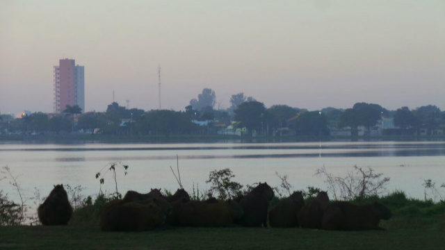Uma fina camada de névoa pode ser percebida nesta manhã (27). No detalhe, capivaras na Lagoa Maior. (Foto: Ricardo Ojeda)
