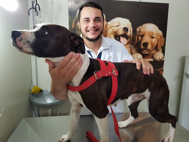 Veterinário alerta para os perigos de fogos de artifícios para os animais (Foto: Ricardo Ojeda)

