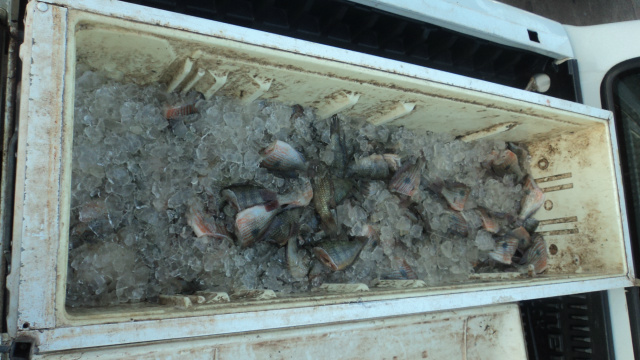 O material estava em um acampamento à margem do lago, sendo o pescado acondicionado em duas caixas térmicas e em uma carcaça de geladeira (Foto: Divulgação/PMA MS)