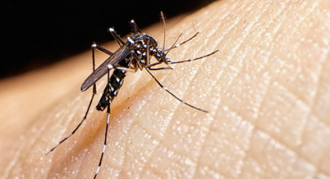 Diagnóstico de zika ainda é limitado e novo teste é urgente, diz especialista. (Foto: Divulgação)