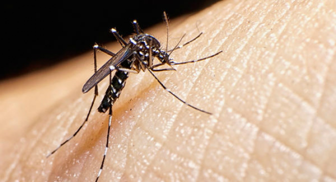 Diagnóstico de zika ainda é limitado e novo teste é urgente, diz especialista Diagnóstico de zika ainda é limitado e novo teste é urgente, diz especialista. (Foto: Divulgação)