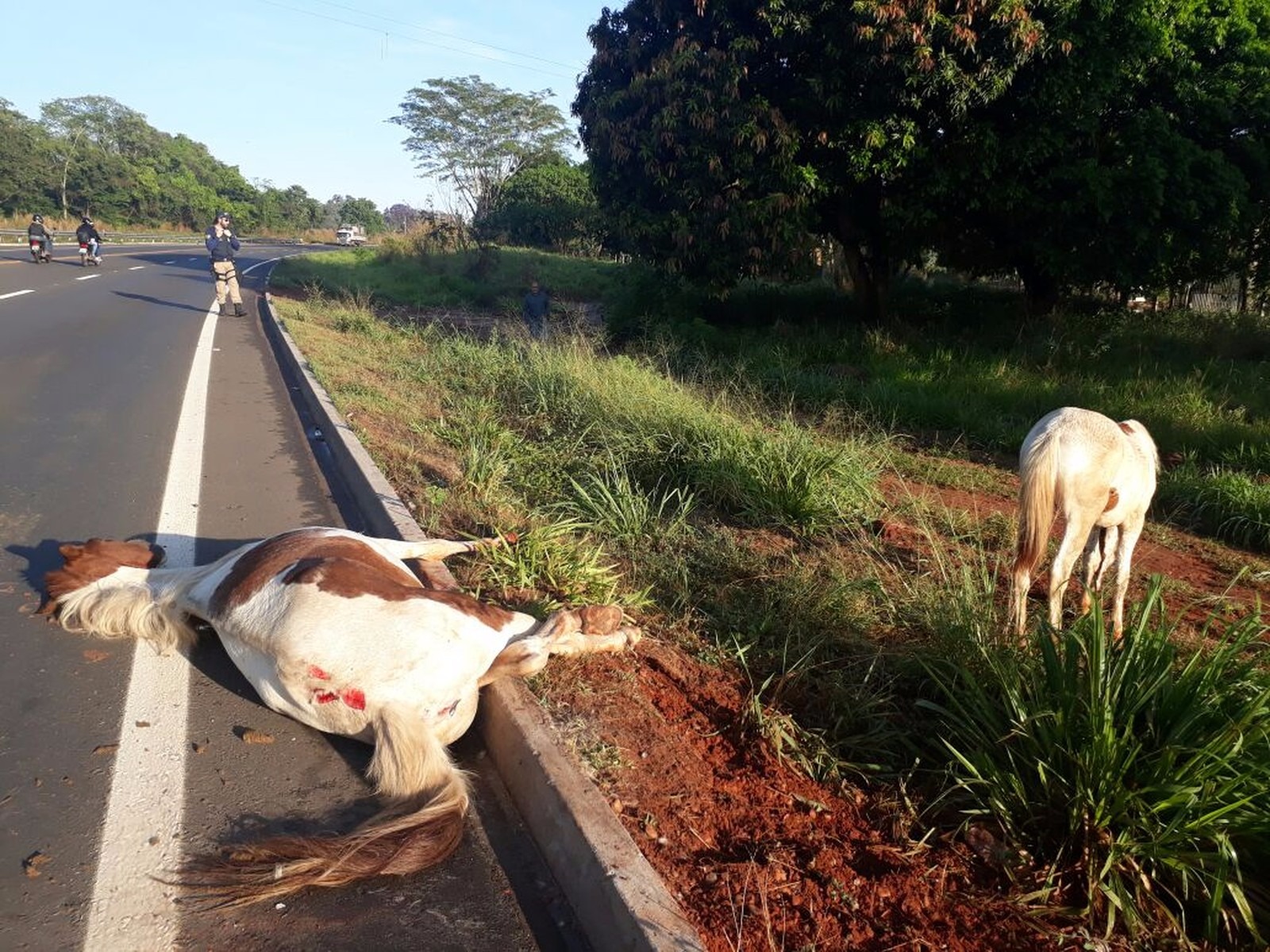 Ainda não se sabe qual veículo atingiu o animal, já que no local do acidente não havia nenhum motorista ou automóvel. (Foto: Divulgação). 