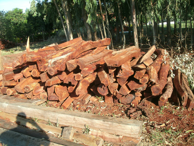 O proprietário da madeira não possuía documentação ambiental para a extração e armazenamento do material lenhoso (Foto: Divulgação/PMA MS)