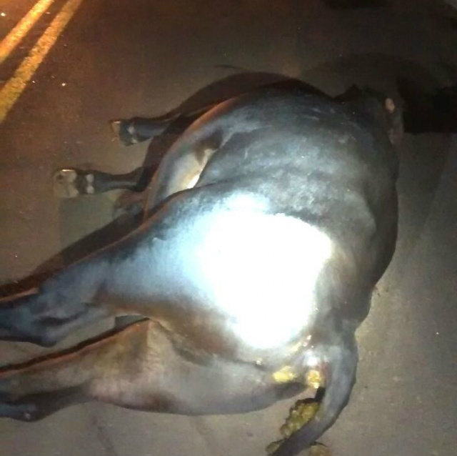 Boi solto na pista provoca acidente na MS-40 Animal morreu na hora. (Foto: Da hora Bataguassu).