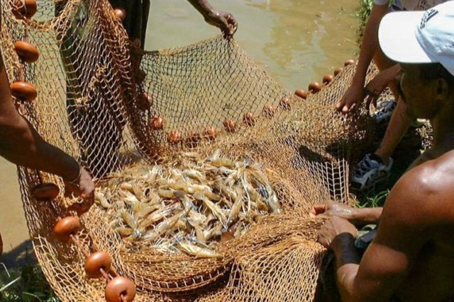 Pesquisa indica peixes que podem ser consumidos por brasileiros Povo Paumari pesca pirarucu - Divulgação/Opan/Adriano Gambarini