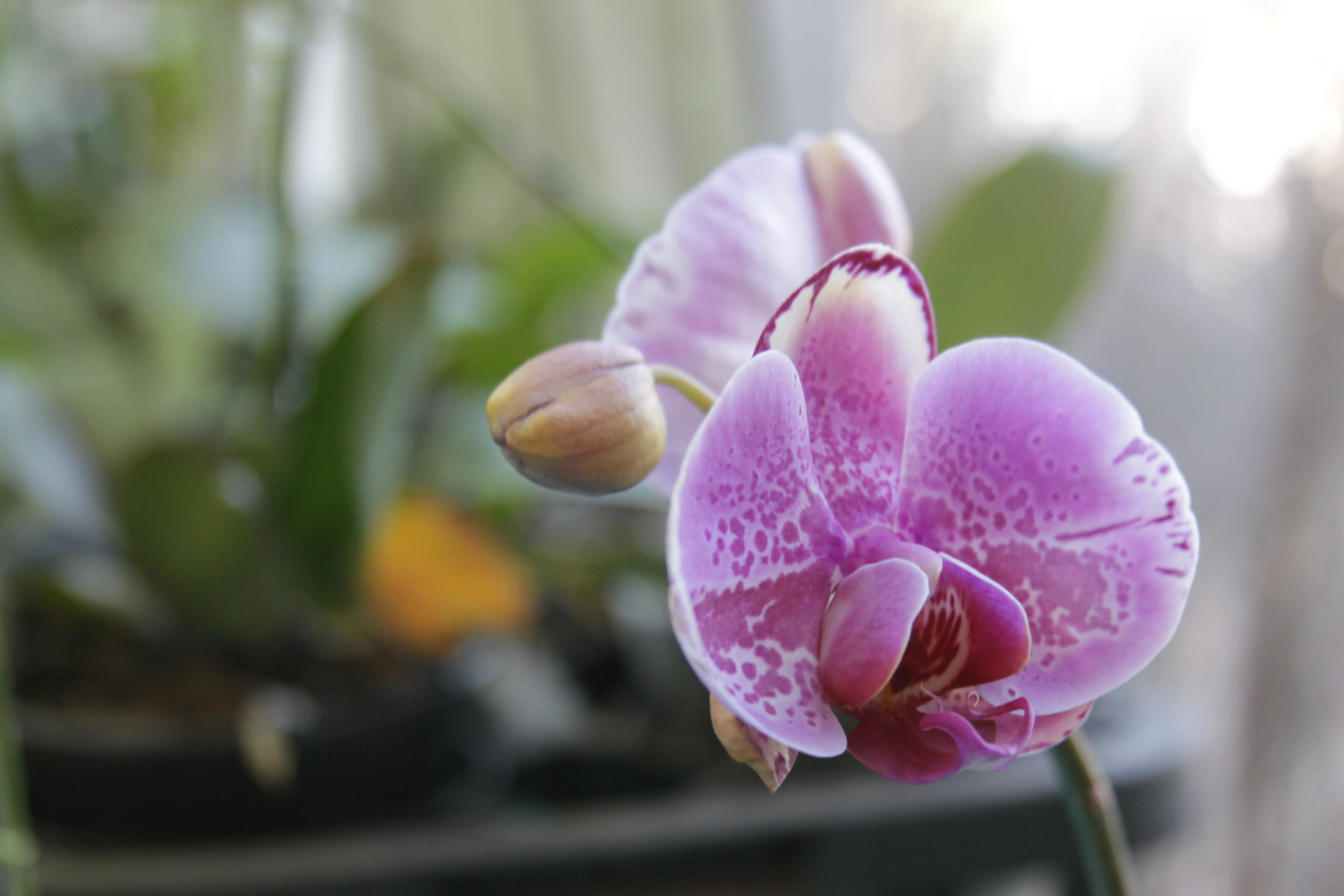 Orquidário Rio Preto expõe mais de 30 espécies na Casa do Artesão Ao todo, 40 espécies estão em exposição na Feira, que acontece até às 16h, na Casa do Artesão (Fotos: Larissa Lima)