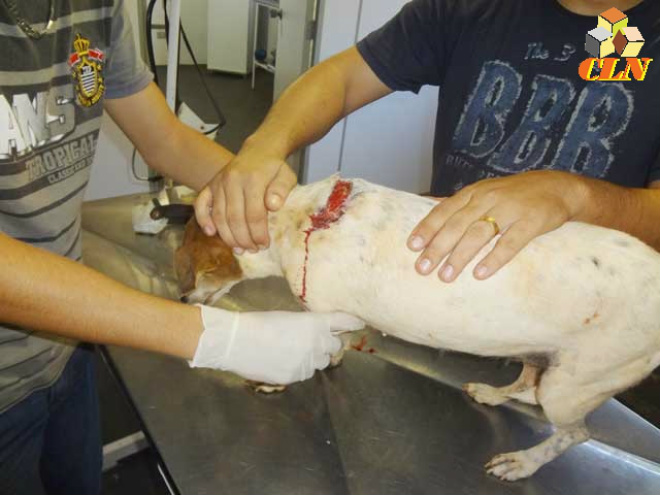 Cadelinha leva duas facadas em Aparecida do Taboado O proprietário de um estabelecimento comercial desferiu duas facadas contra o animal por ela ter se aproximado de uma banca de tomates (Foto: Costa Leste News)