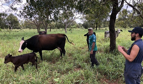 Parceria entre Sebrae e Suzano promove desenvolvimento da produção de leite em Três Lagoas Foto: Divulgação