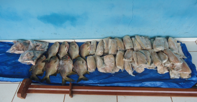 36kg de pescado ilegal apreendidos pela PMA de Três Lagoas nessa sexta-feira (Foto: Assessoria)