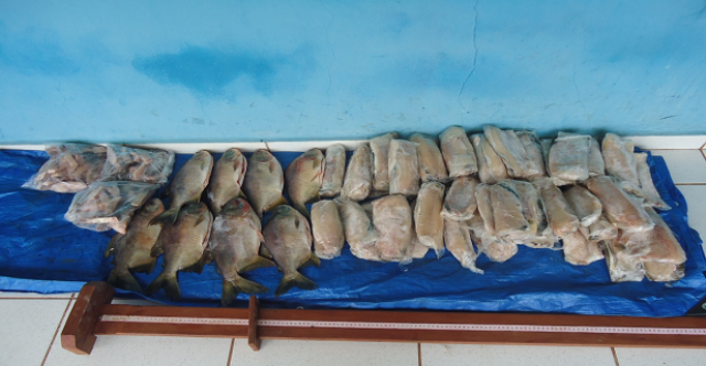 PMA prende pescador profissional transportando 36 kg de pescado ilegal e o autua em R$ 2,7 mil 36kg de pescado ilegal apreendidos pela PMA de Três Lagoas nessa sexta-feira (Foto: Assessoria)