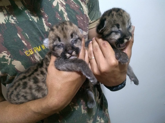 Polícia Militar Ambiental resgata dois filhotes de onça-parda em canavial Oncinhas foram resgatadas em um canavial em Nova Andradina. Foto: Divulgação PMA