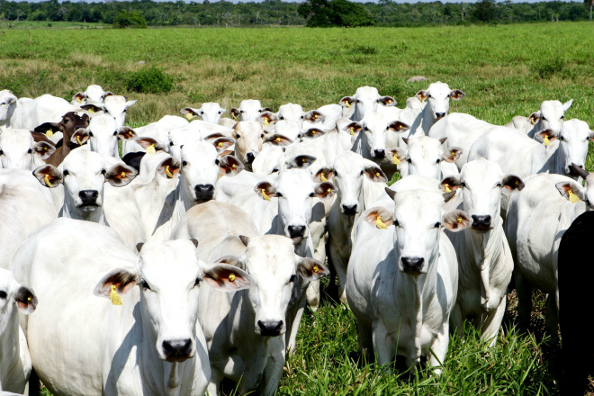 O preço do boi gordo passou de R$ 90,87 a arroba para R$ 93,77 a arroba  (Foto: Google)