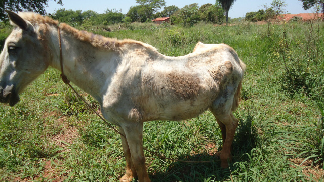 O cavalo estava desnutrido e com vários ferimentos pelo corpo. (Foto: Assessoria) 