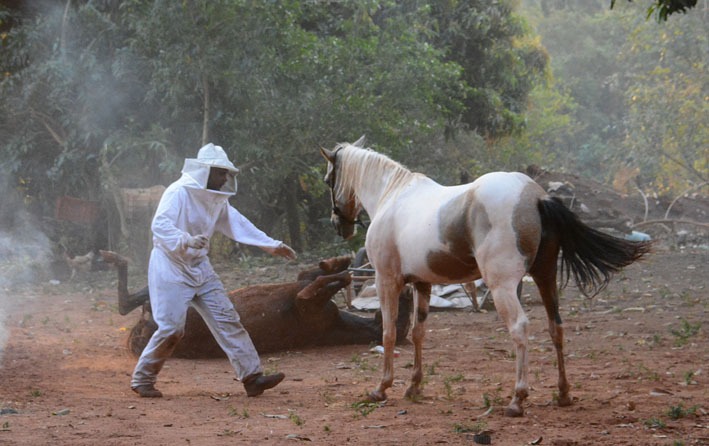 Cavalos viram alvos de abelhas após ataque de enxame Crédito: Álvaro Rezende/Correio do Estado