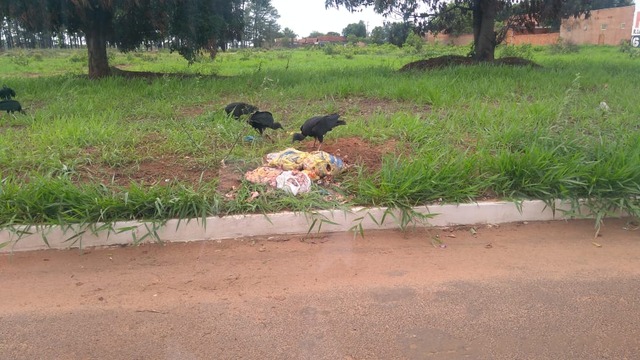 Descarte de carne perto do Aeroporto Municipal preocupa autoridades Foto de hoje de restos de carne descartados nas proximidades da cabeceira da pista do Aeroporto. Foto: Sayuri Baez.
