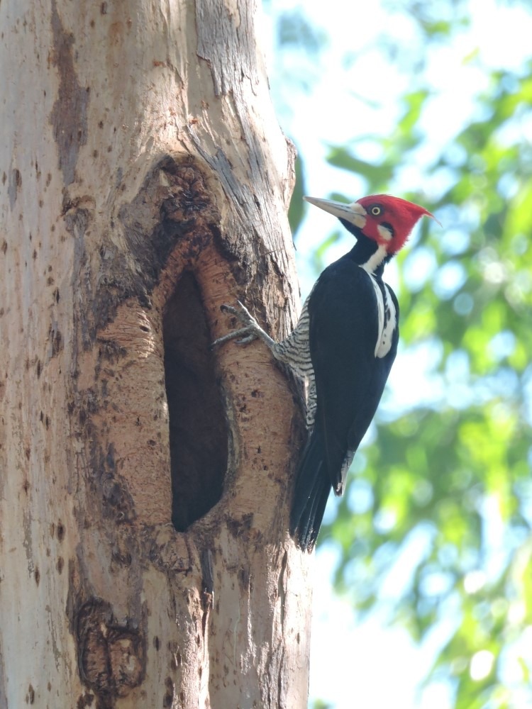 Manejo sustentável da Suzano contribui para conservação da biodiversidade em Três Lagoas Foto: Divulgação